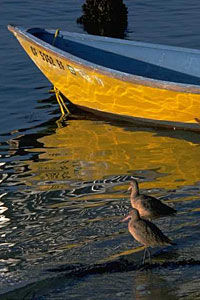 Barque