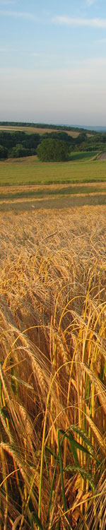 Champ de blÃ©